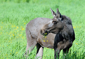 Image showing Young norwegian female wild moose