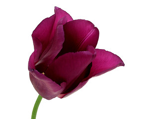 Image showing tulip