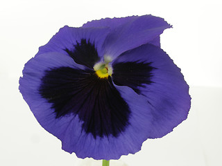 Image showing viola