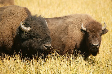 Image showing Bison Lovers