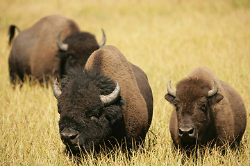 Image showing Bison Lovers Together