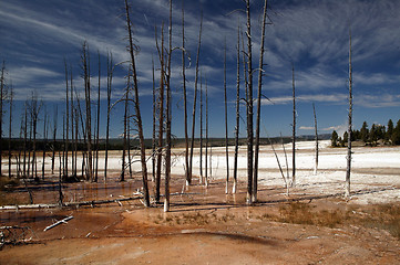 Image showing Barren Yellowstone