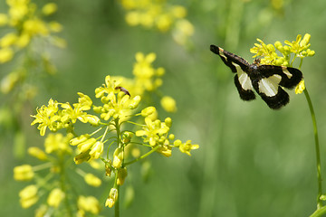 Image showing Butterfly and Flower