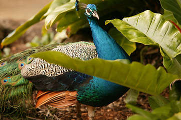 Image showing Hidden Peacock