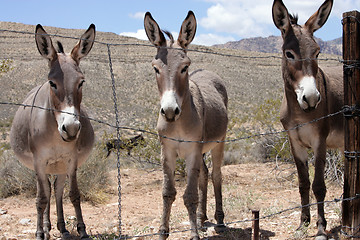 Image showing Three Burroughs