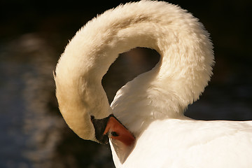 Image showing Swan Song