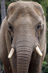 Image showing Elephant Thinking