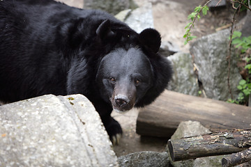 Image showing Wild Bear