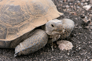 Image showing Turtle Power