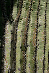 Image showing Cactus Needles