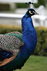 Image showing Beautiful Peacock