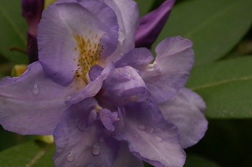 Image showing Dew Drop Iris