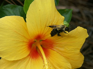 Image showing Bumblebee and Yellow Hibiscus