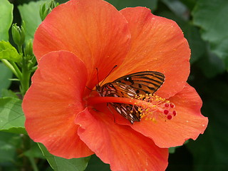 Image showing Butterfly Explores Orange Hibiscus