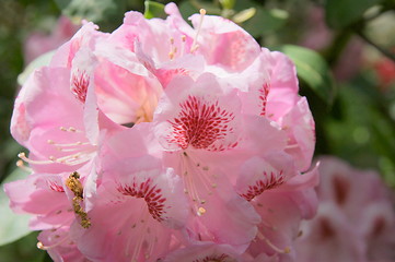 Image showing Lighthouse Pink Rhododendron