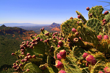 Image showing Prickly Pear View of Canyon