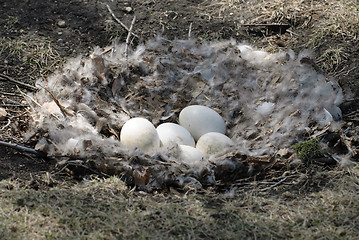 Image showing Goose Nest