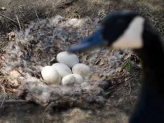 Image showing Goose Eggs