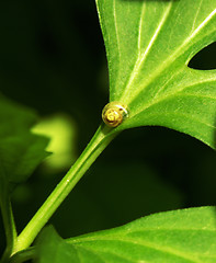 Image showing Small snail