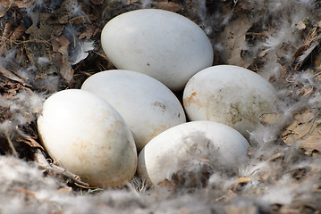 Image showing Goose Eggs