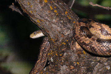 Image showing Snake