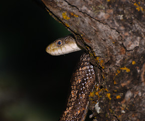 Image showing Snake