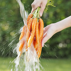 Image showing Carrots