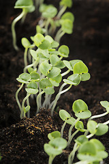 Image showing Basil seedlings