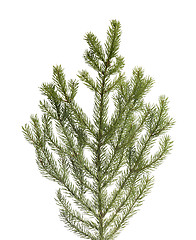 Image showing Spruce tree branch