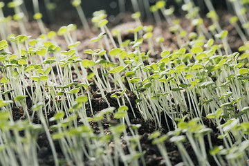 Image showing Thyme seedlings