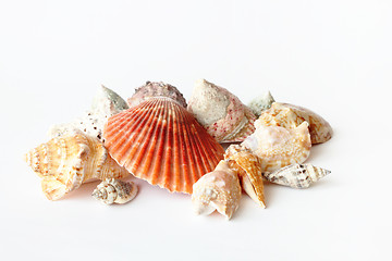 Image showing Beautifull sea shells close up white