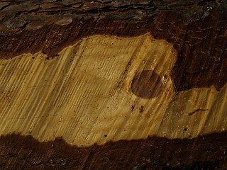 Image showing pine slice