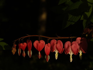 Image showing Heart red flowers