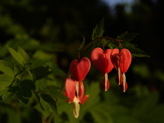 Image showing Heart red flowers