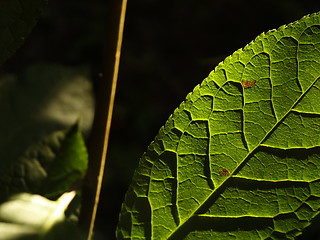 Image showing Leaf at sunset