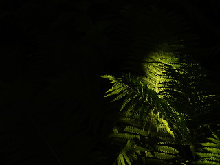Image showing fern on black background