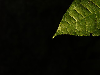 Image showing Leaf 