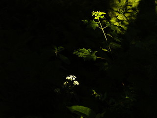 Image showing Leafs and cow parsley