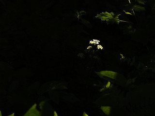 Image showing Leafs and cow parsley