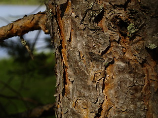 Image showing Pine tree bark