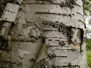 Image showing birch bark