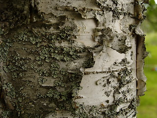 Image showing birch bark