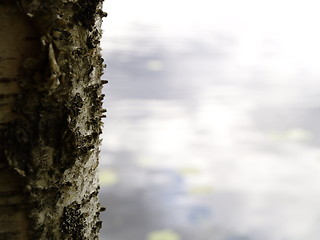 Image showing birch bark and lake