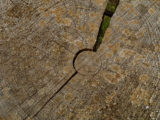 Image showing Dried tree slice
