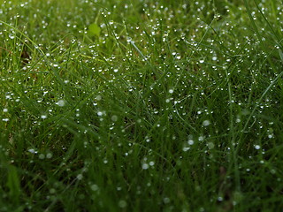 Image showing Grass at dew