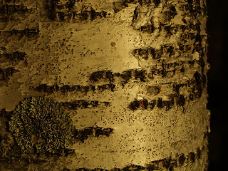 Image showing birch bark