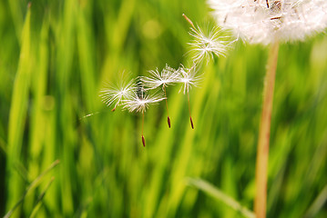 Image showing dandelion