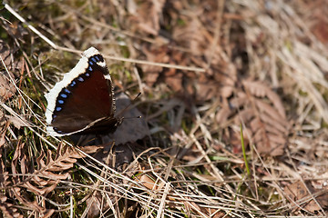 Image showing Camberwell beauty