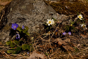 Image showing wild anemones