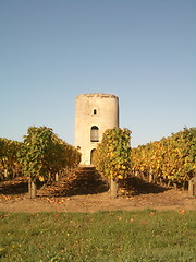 Image showing Loire Valley Vineyard